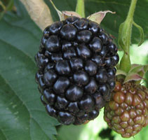 Black berries ready to eat or to make jam.
